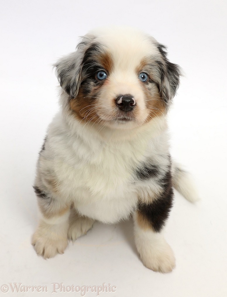 Mini American Shepherd puppy, 7 weeks old, sitting looking up, white background