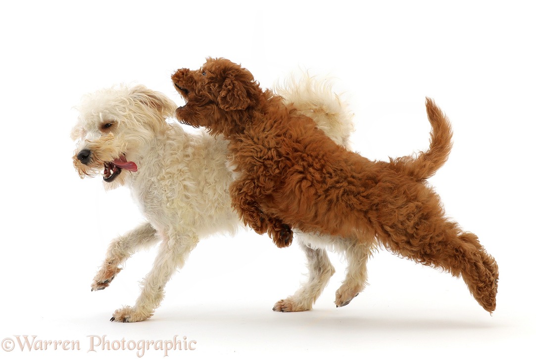 Red Cavapoo puppy, 3 months old, leaping at Cream Schnoodle (Miniature Schnauzer x Poodle), 7 months old, white background