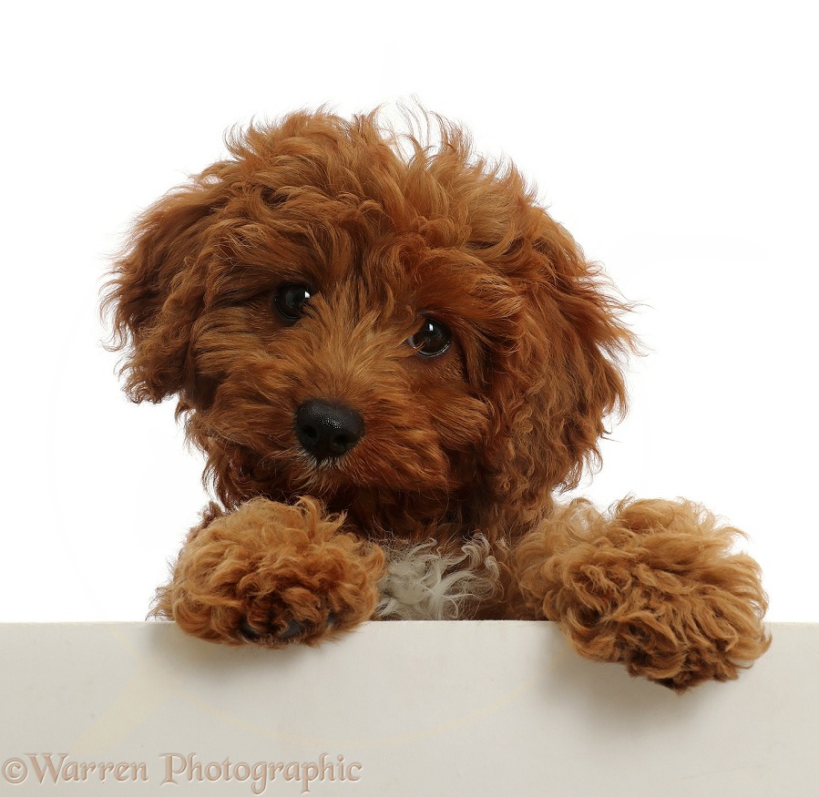 Red Cavapoo puppy, paws over, white background