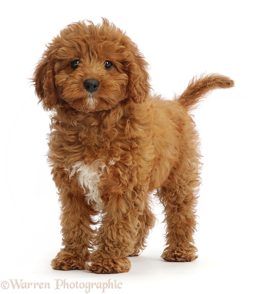 Red Cavapoo puppy standing, white background