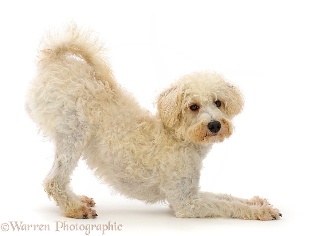 Cream coloured Schnoodle (Miniature Schnauzer x Poodle), 7 months old, in play-bow, white background