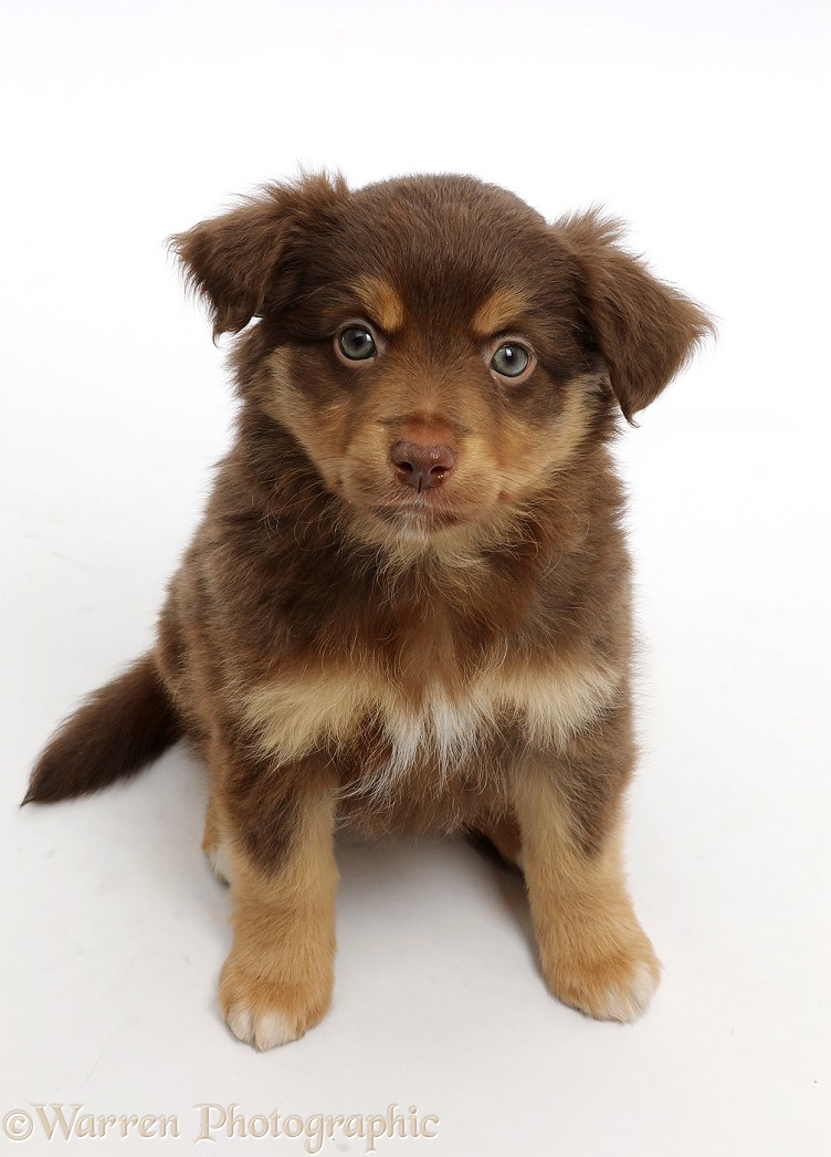 Mini American Shepherd puppy, 7 weeks old, sitting looking up, white background