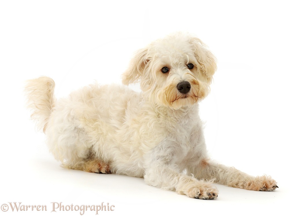 Cream coloured Schnoodle (Miniature Schnauzer x Poodle), 7 months old, white background