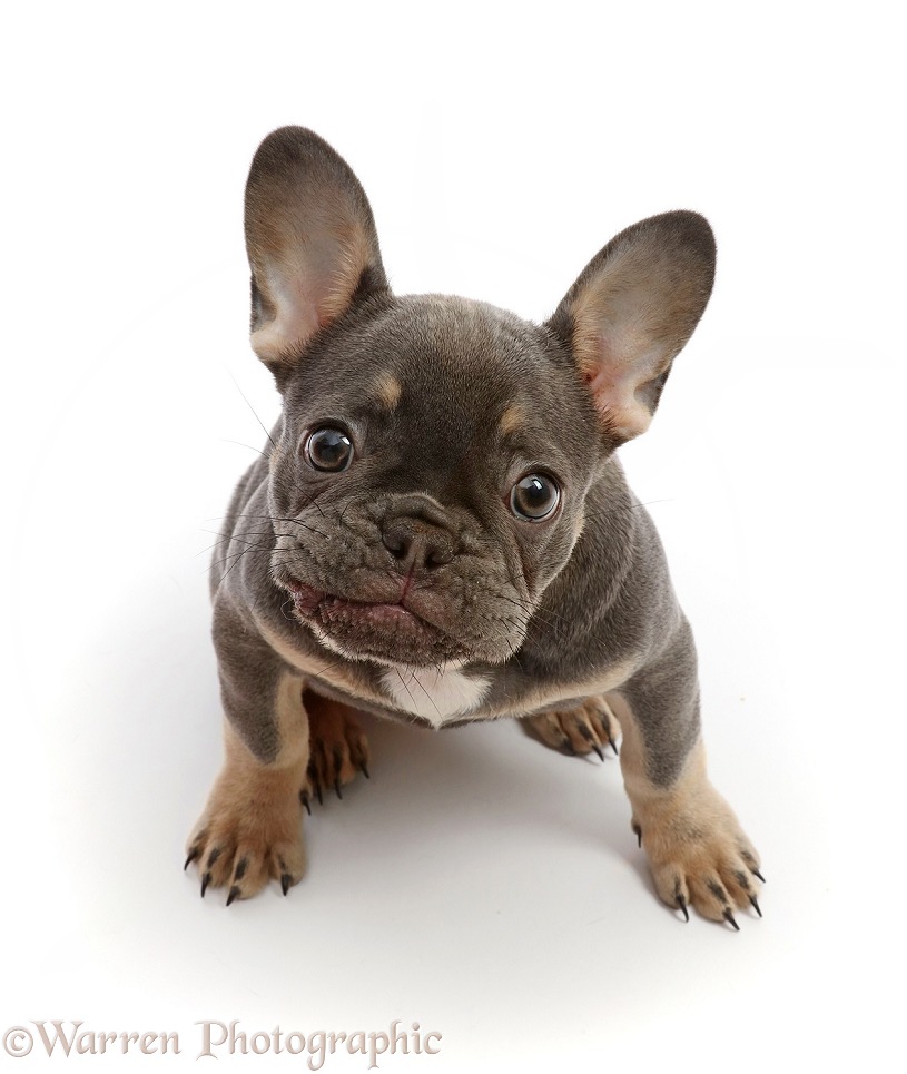 Blue-and-tan French Bulldog puppy sitting looking up, white background