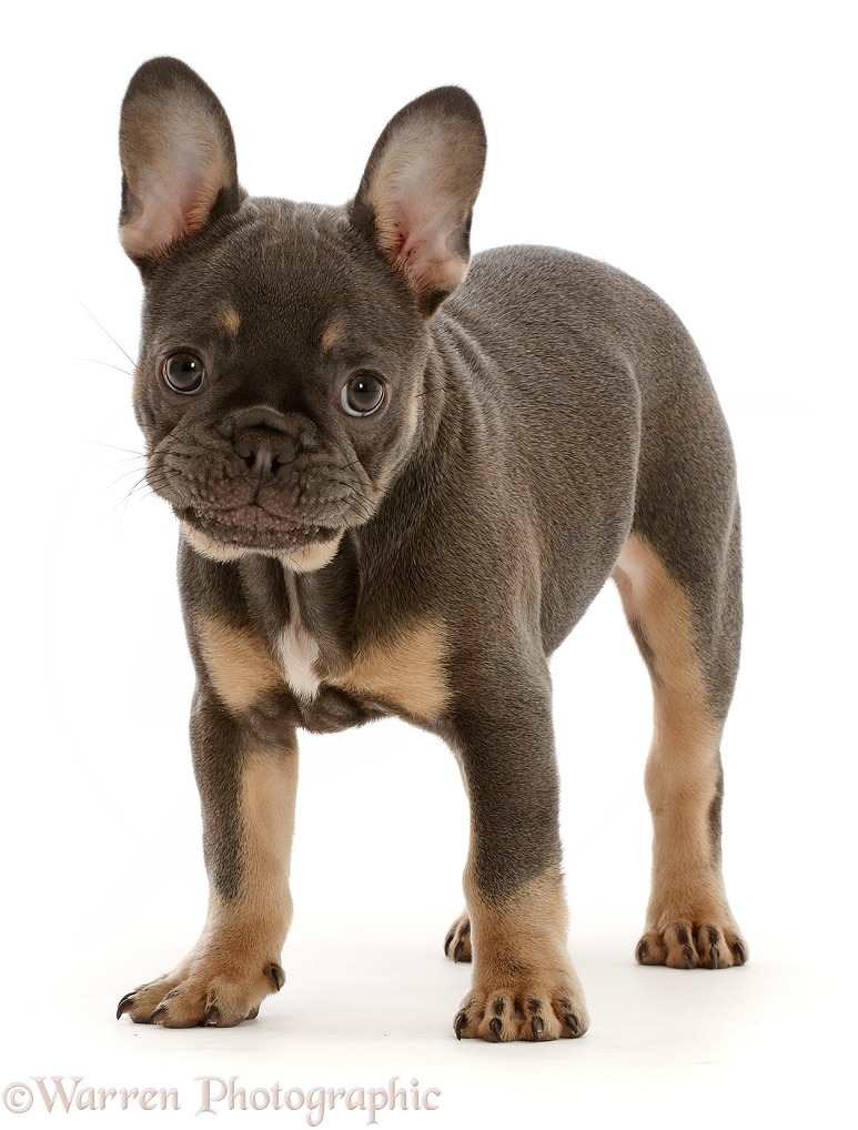 Blue-and-tan French Bulldog puppy standing, white background