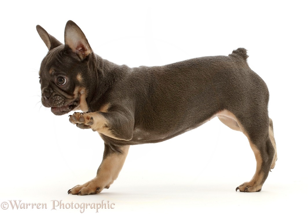 Blue-and-tan French Bulldog puppy paw up, white background