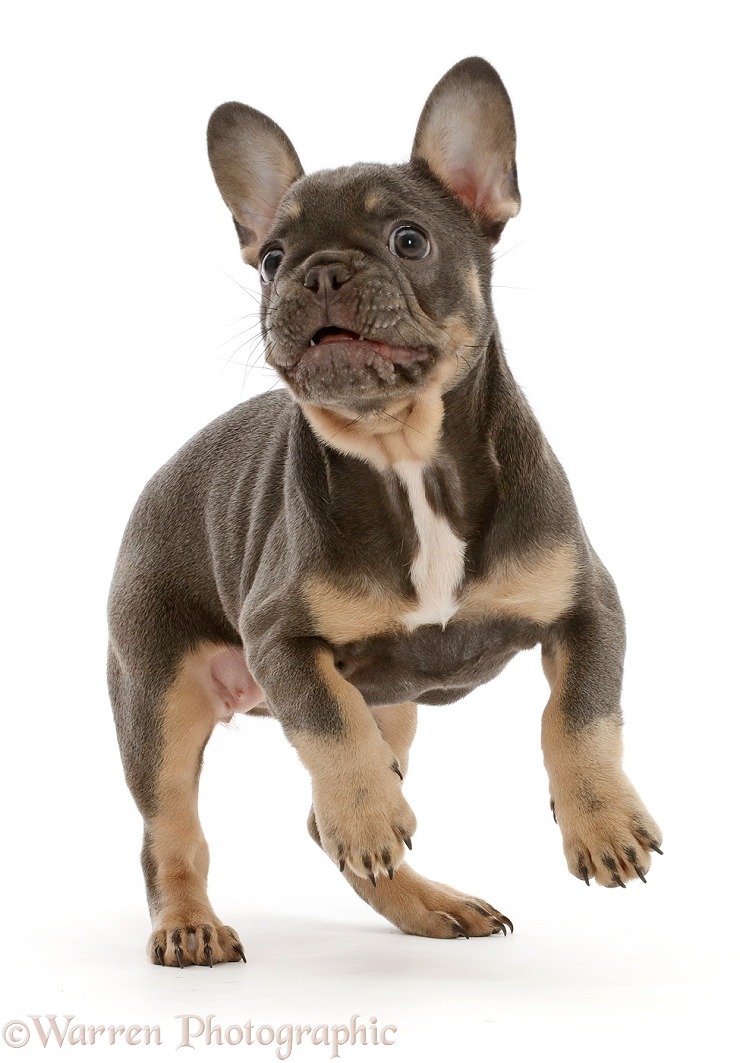 Blue-and-tan French Bulldog puppy jumping up, white background