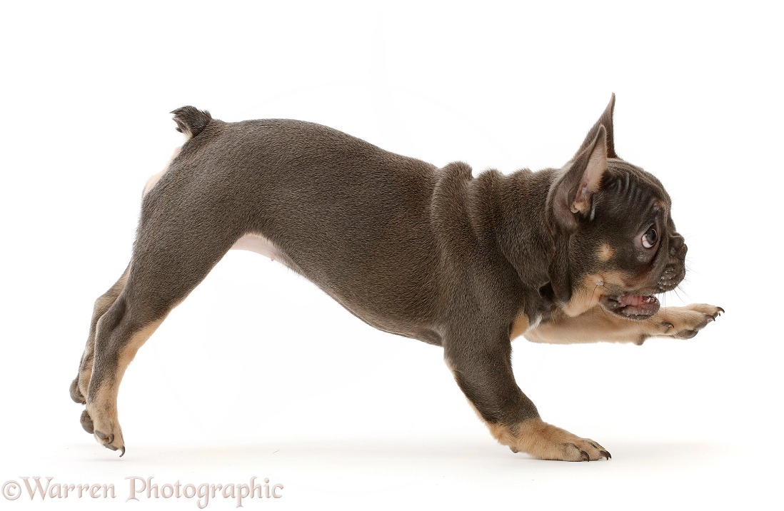 Blue-and-tan French Bulldog puppy running across, white background