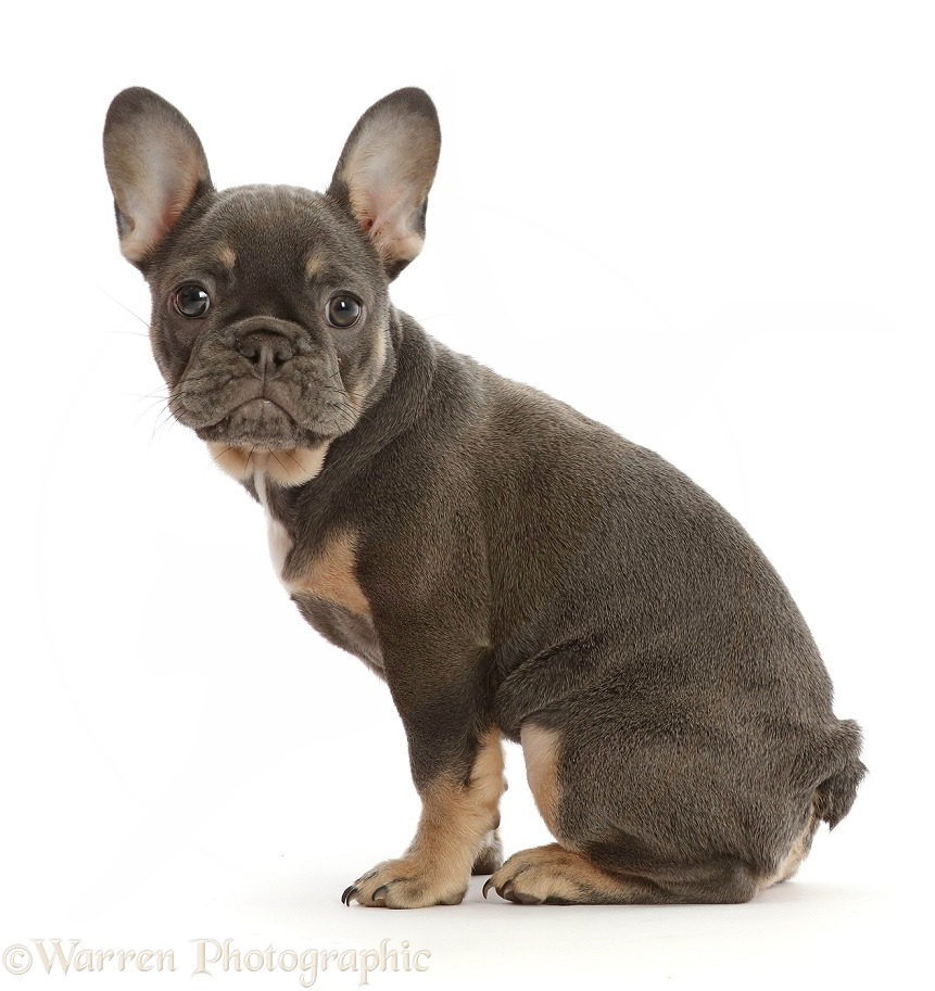 Blue-and-tan French Bulldog puppy sitting, white background