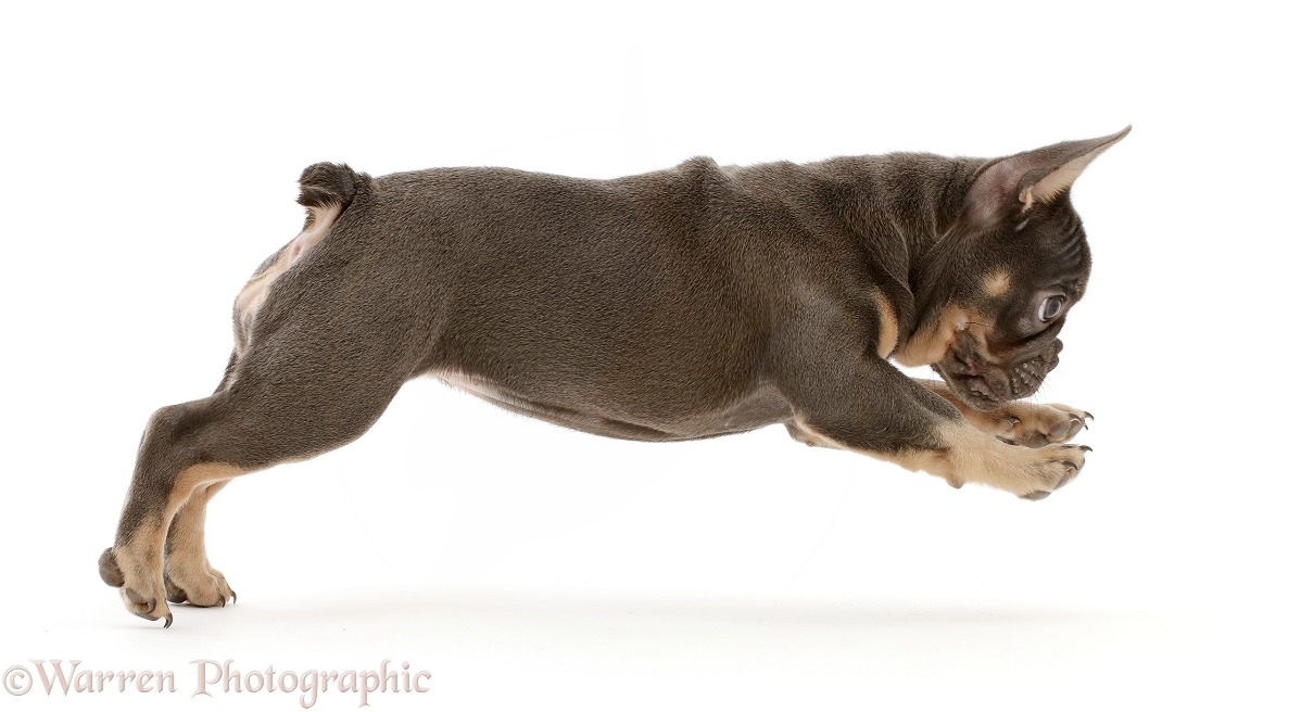 Blue-and-tan French Bulldog puppy leaping across, white background