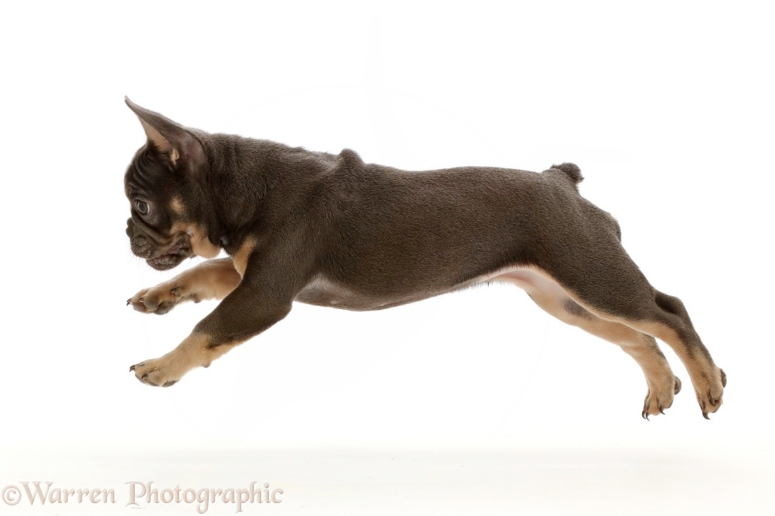 Blue-and-tan French Bulldog puppy leaping across, white background