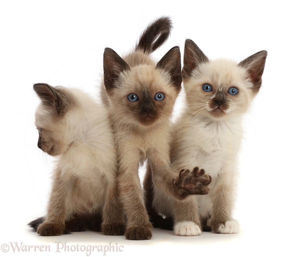 Three Siamese x Ragdoll kittens, 7 weeks old, white background