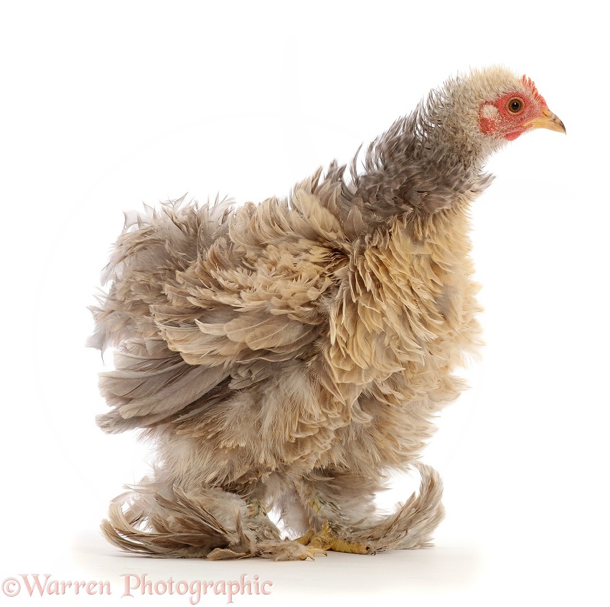Cream Frizzle Bantam, chicken, 15 weeks old, white background