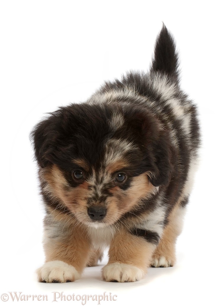 Mini American Shepherd puppy, white background