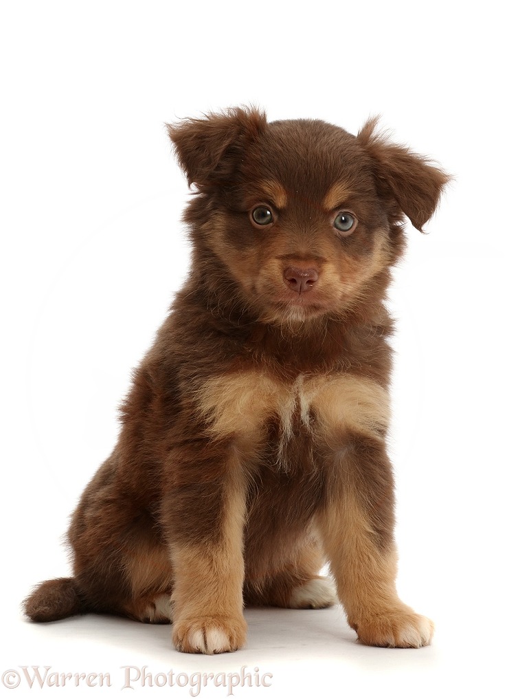 Mini American Shepherd puppy, 7 weeks old, white background