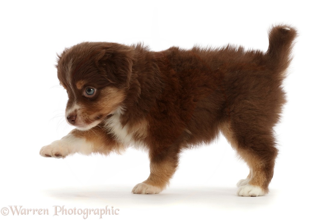 Mini American Shepherd puppy, 7 weeks old, walking, white background