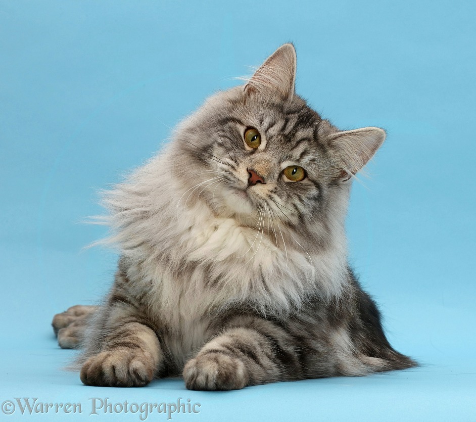 Silver tabby cat, Blaze, 9 months old, on blue background