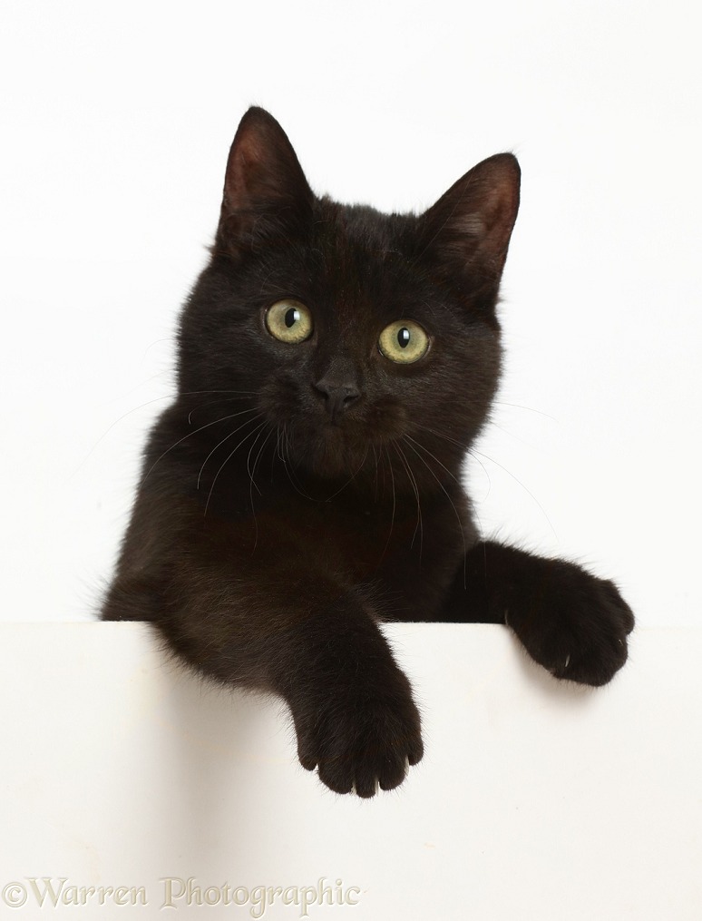 Black kitten paws over, white background