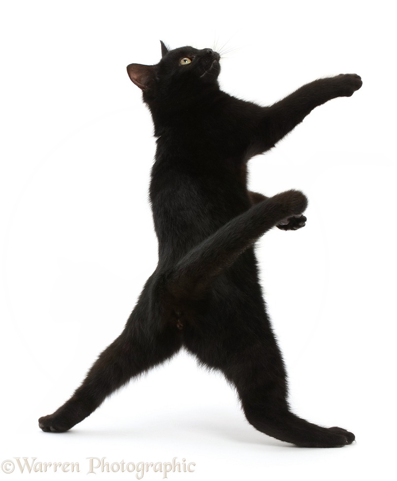 Black kitten reaching up, white background