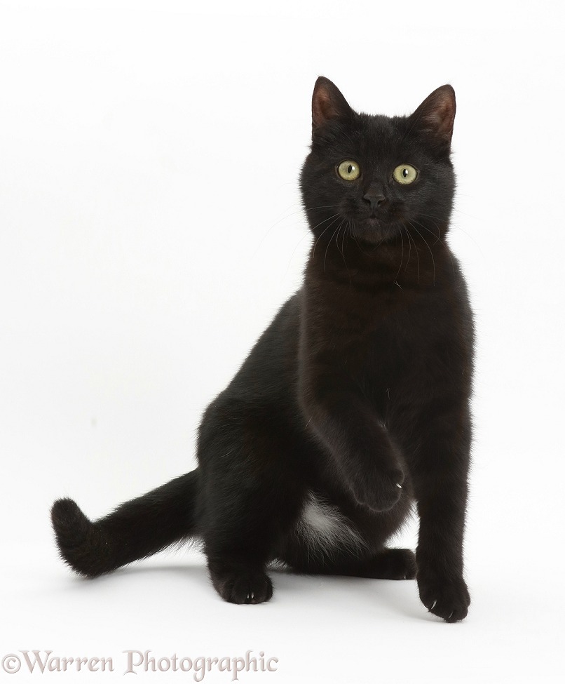 Playful black kitten, white background
