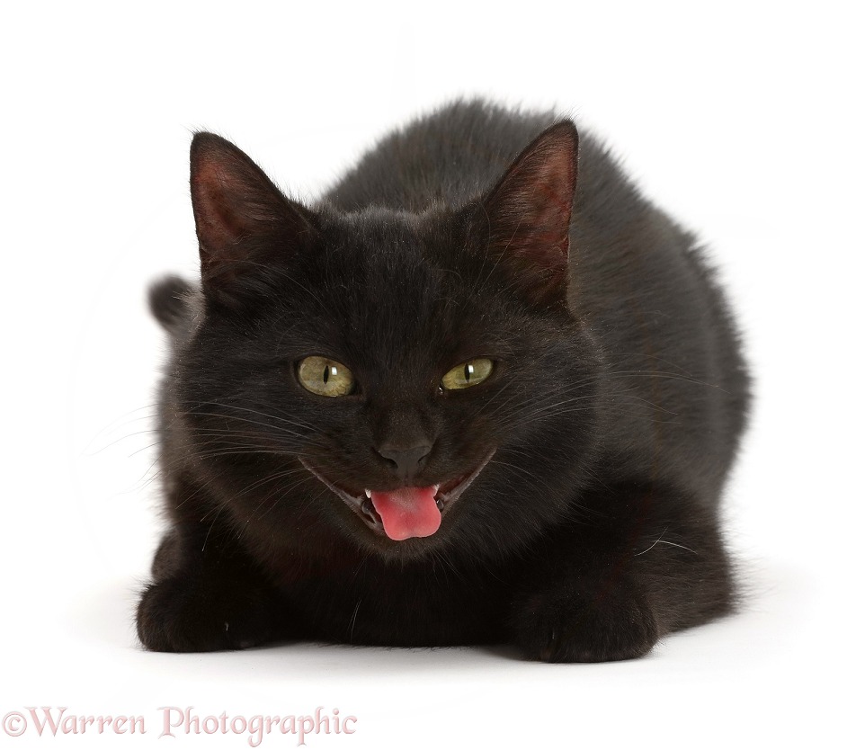 Black kitten trying to sick up a fur ball, white background
