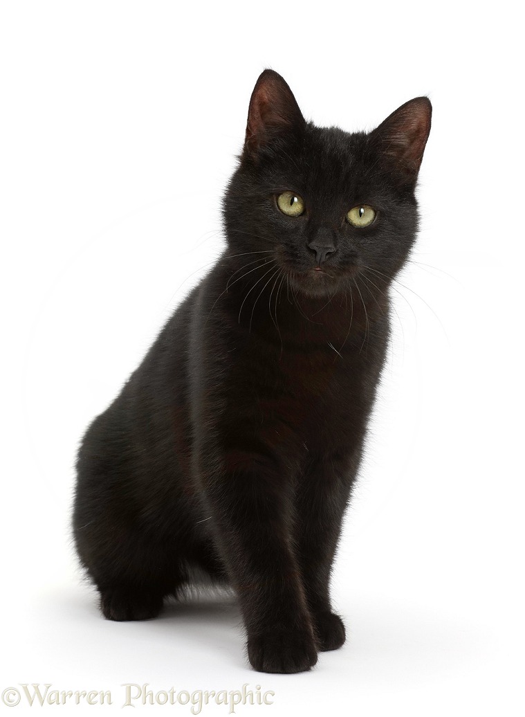 Black kitten sitting, white background