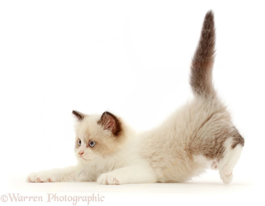Persian-x-Ragdoll kitten, 7 weeks old, playfully pouncing, white background