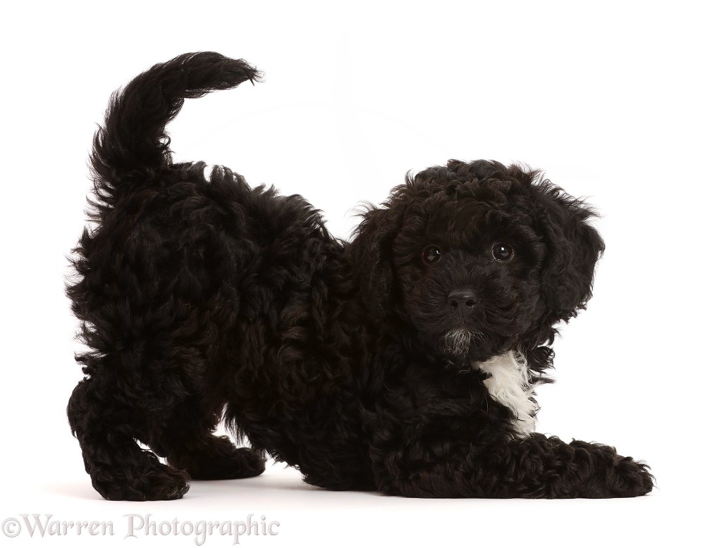 Playful black Poodle-cross puppy, white background