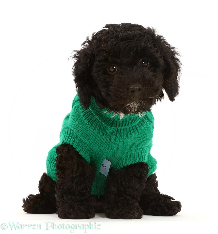 Black Poodle-cross puppy wearing green knitted jersey, white background