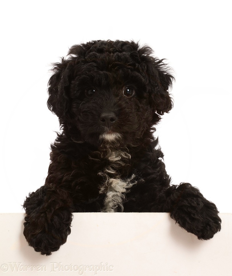 Black Poodle-cross puppy with paws over, white background