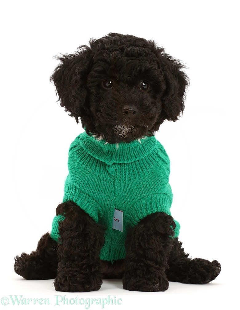 Black Poodle-cross puppy wearing green knitted jersey, white background