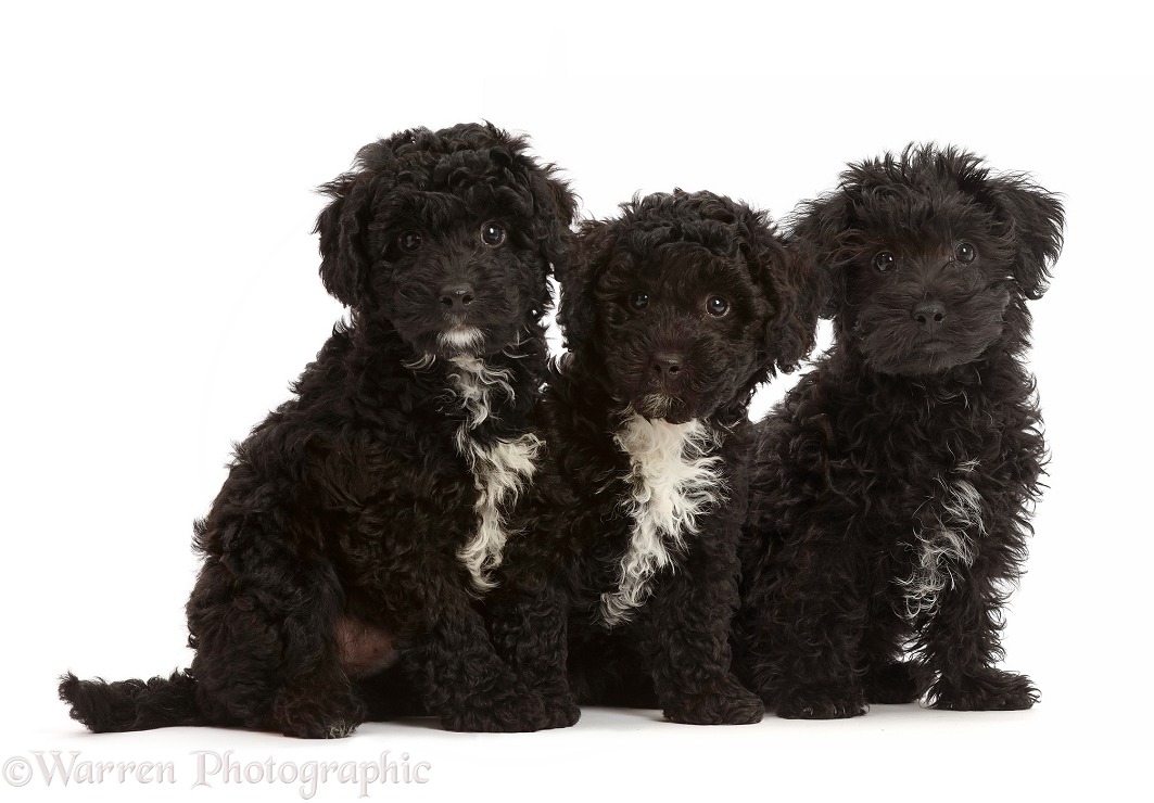 Three black Poodle-cross puppy, white background