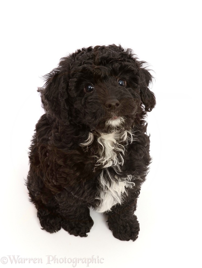 Black Poodle-cross puppy, white background