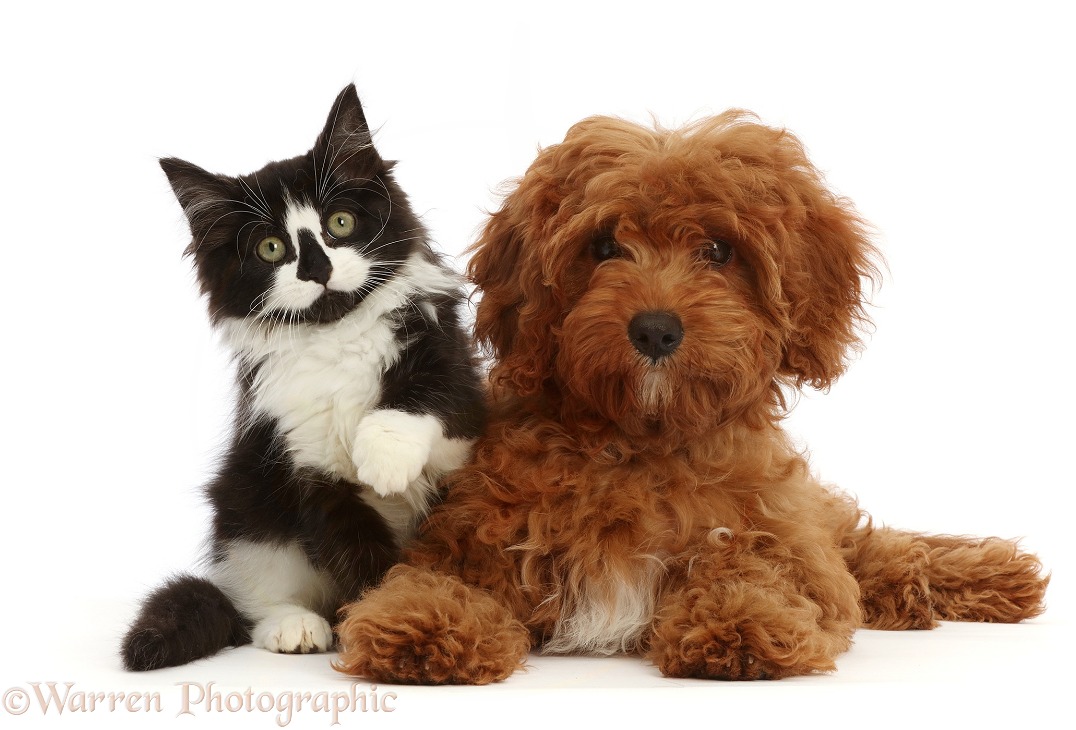 Black-and-white kitten and red Cavapoo puppy, white background