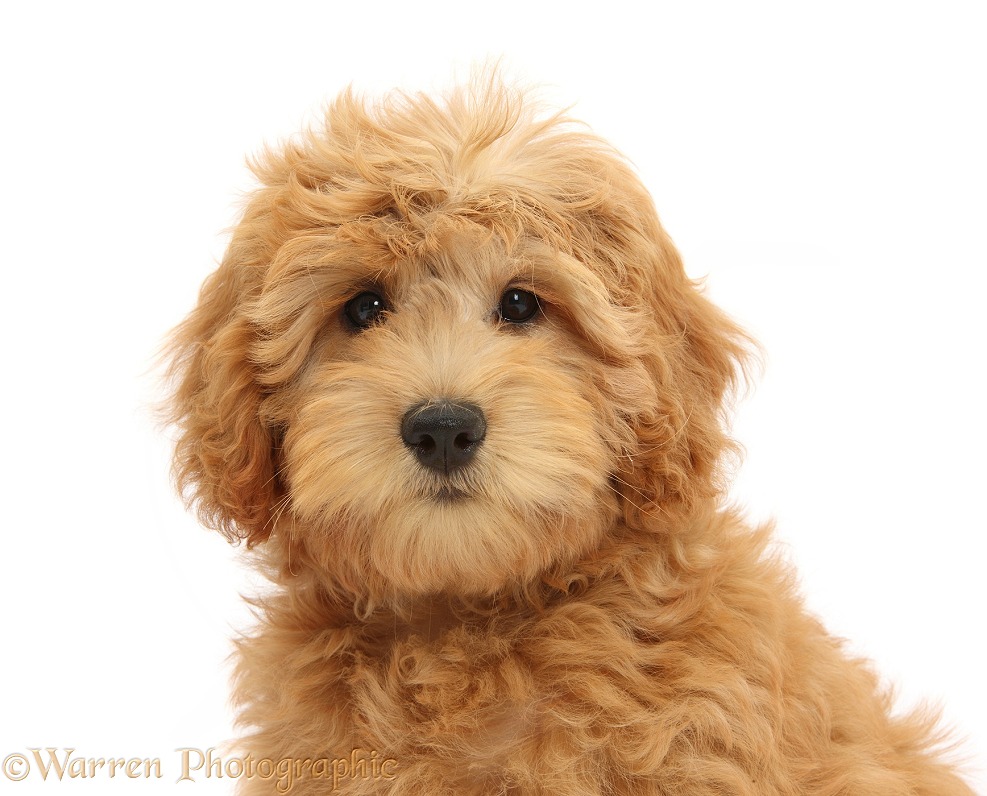 Cute red toy Goldendoodle puppy, Flicker, 12 weeks old, white background
