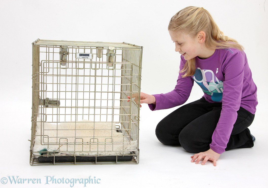 Siena looking into a dog carry crate, white background