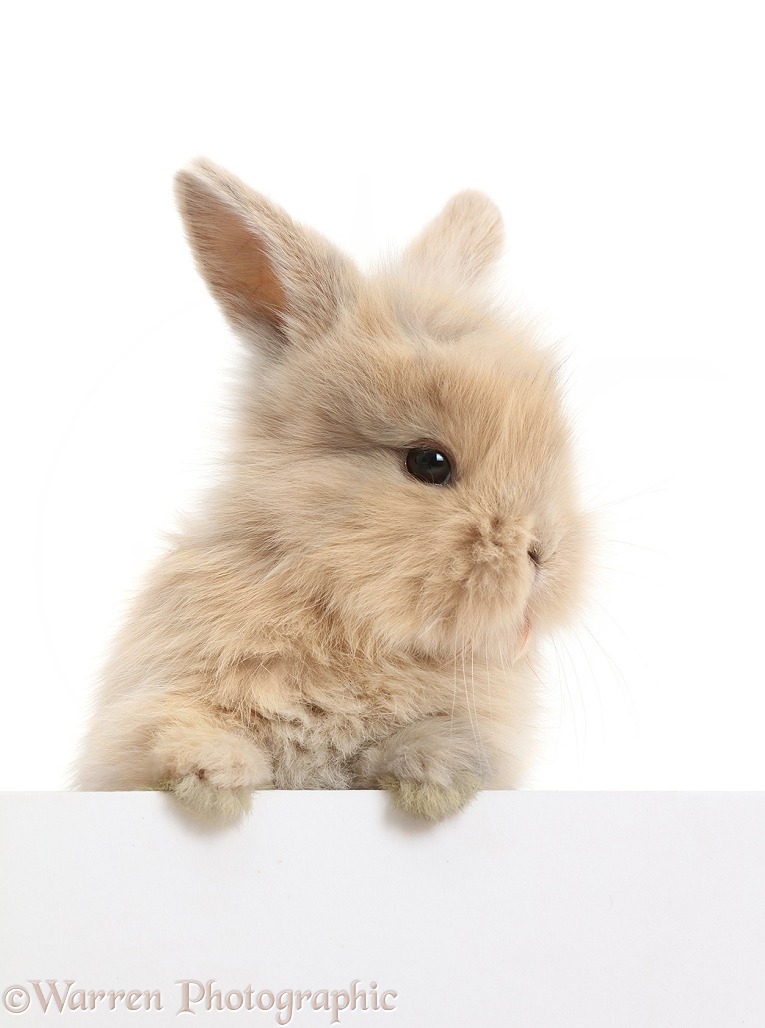 Young rabbit with paws over, white background