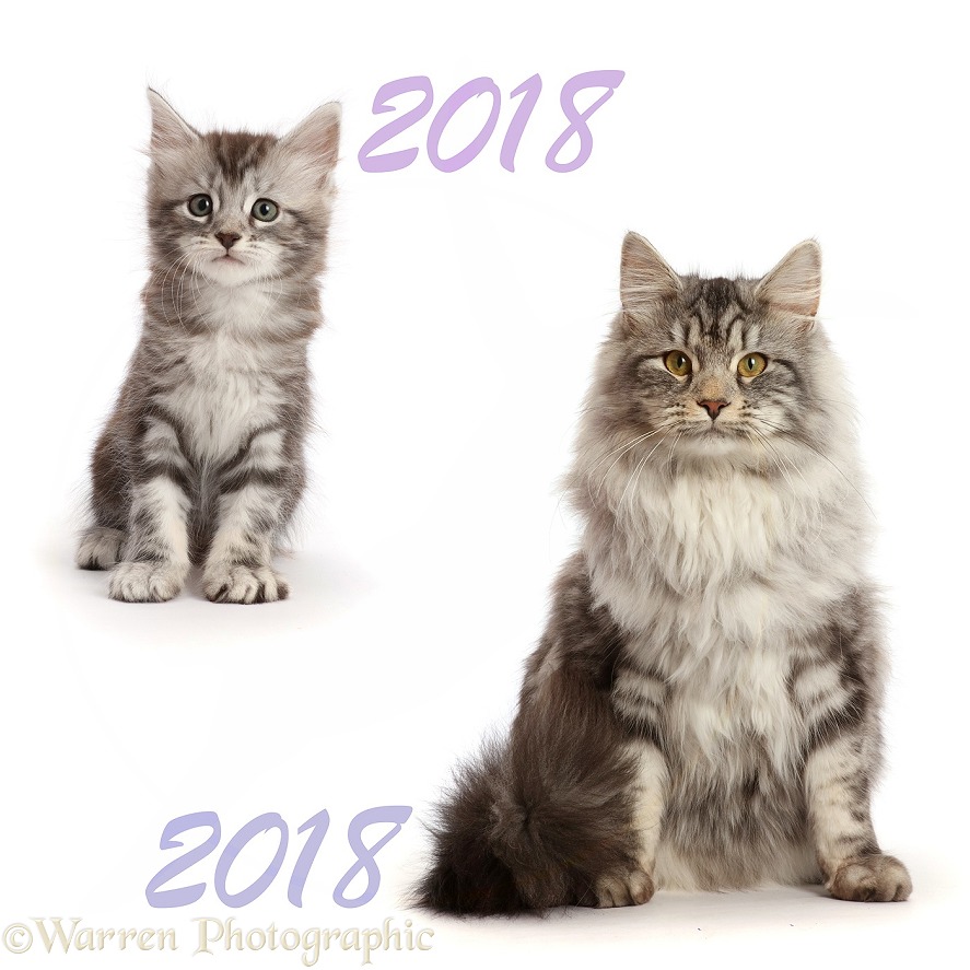 Silver tabby Maine Coon cat, Blaze, at 4 weeks old and at 10 months old, white background