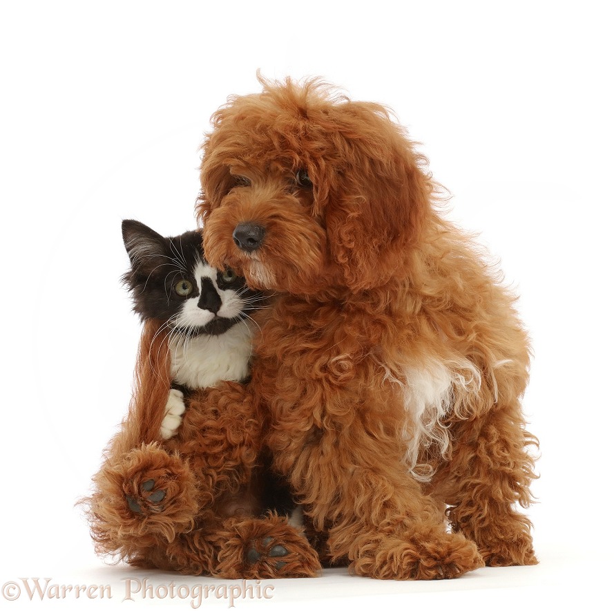 Black-and-white kitten and red Cavapoo puppy, white background