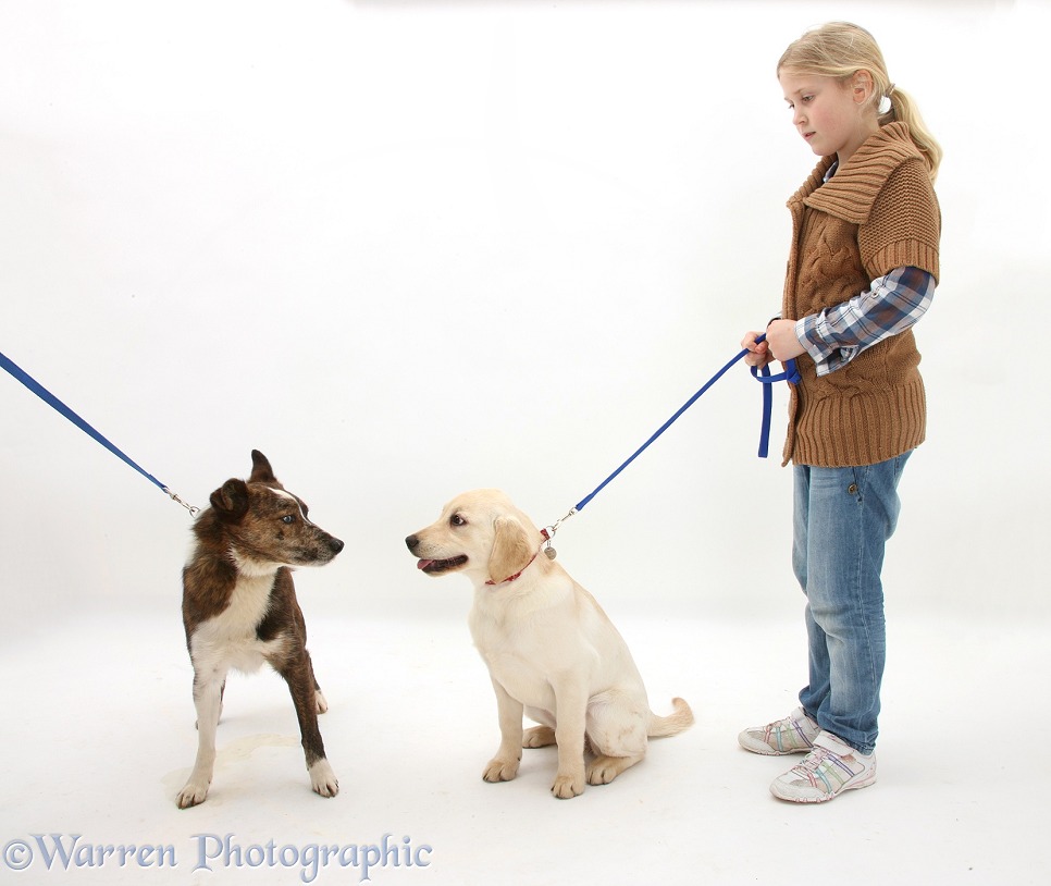 Siena introducing Yellow Labrador Retriever pup, 4 months old, to older dog, Brec, white background