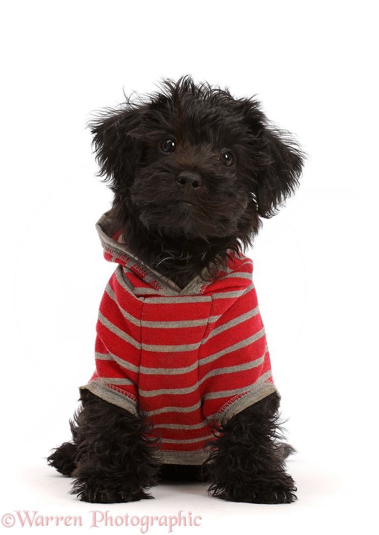 Black Poodle-cross puppy wearing a stripy hoody, white background