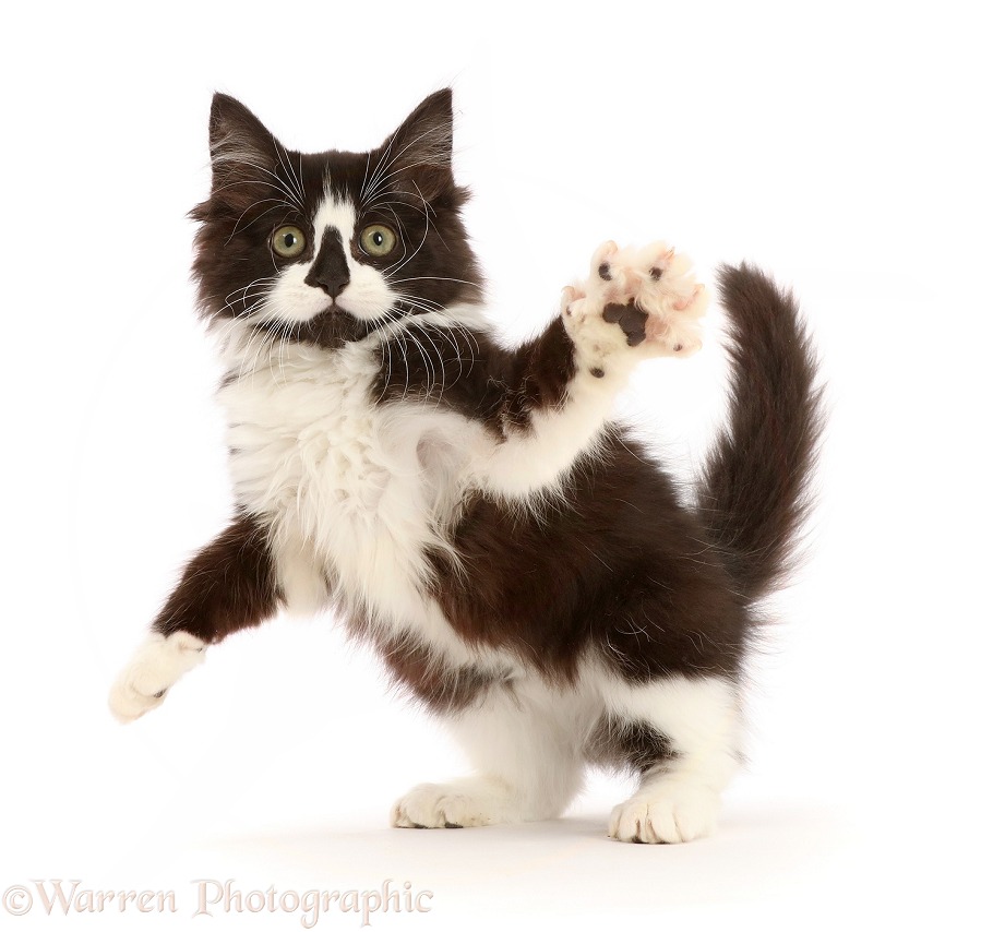 Black-and-white kitten jumping up and swiping, white background
