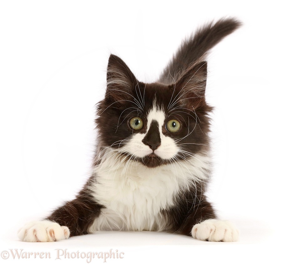 Black-and-white kitten lying with head up, white background