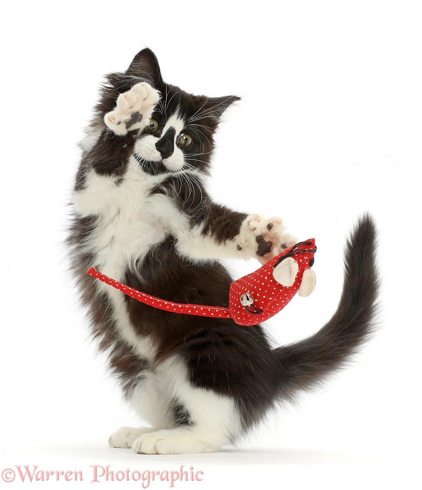 Black-and-white kitten flipping a toy mouse, white background