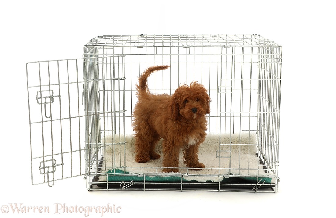 Red Cavapoo puppy in a metal transporting crate, white background