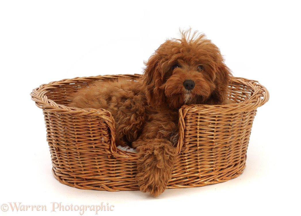 Red Cavapoo puppy in a wicker basket, white background
