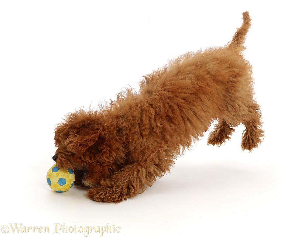 Red Cavapoo puppy leaping to catch a ball, white background