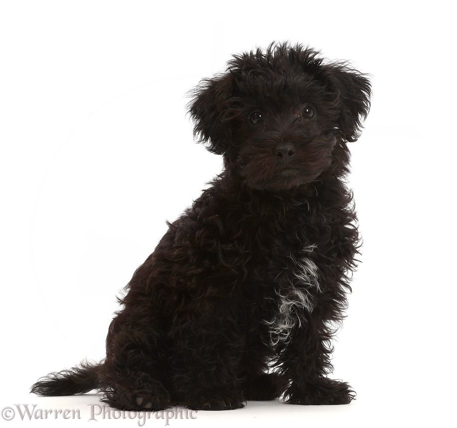 Black Poodle-cross puppy, white background