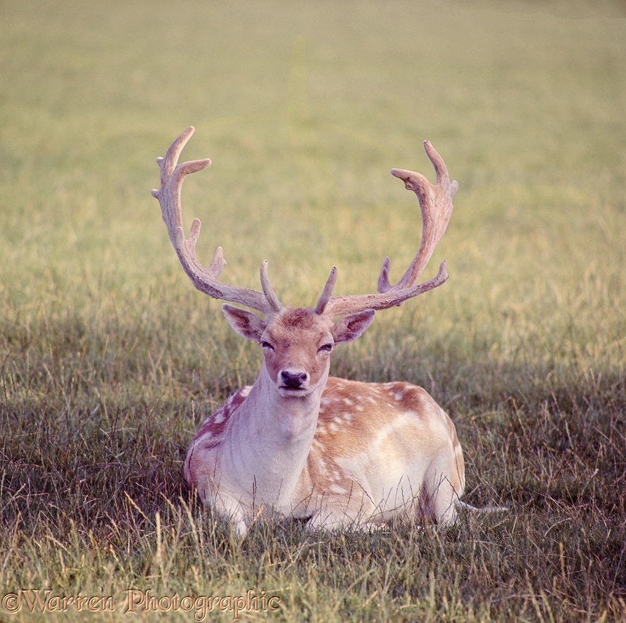 Fallow Deer (Dama dama) stag in velvet