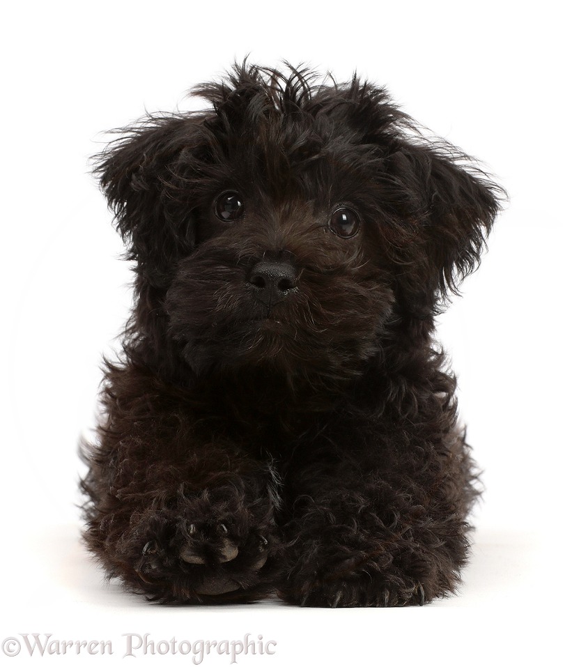 Black Poodle-cross puppy, white background